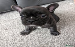 French Bulldog dogs for sale: French bulldog puppies for sale - Image 5