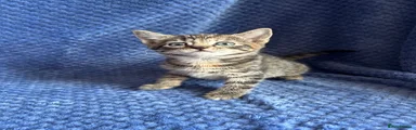 Maine Coon 6