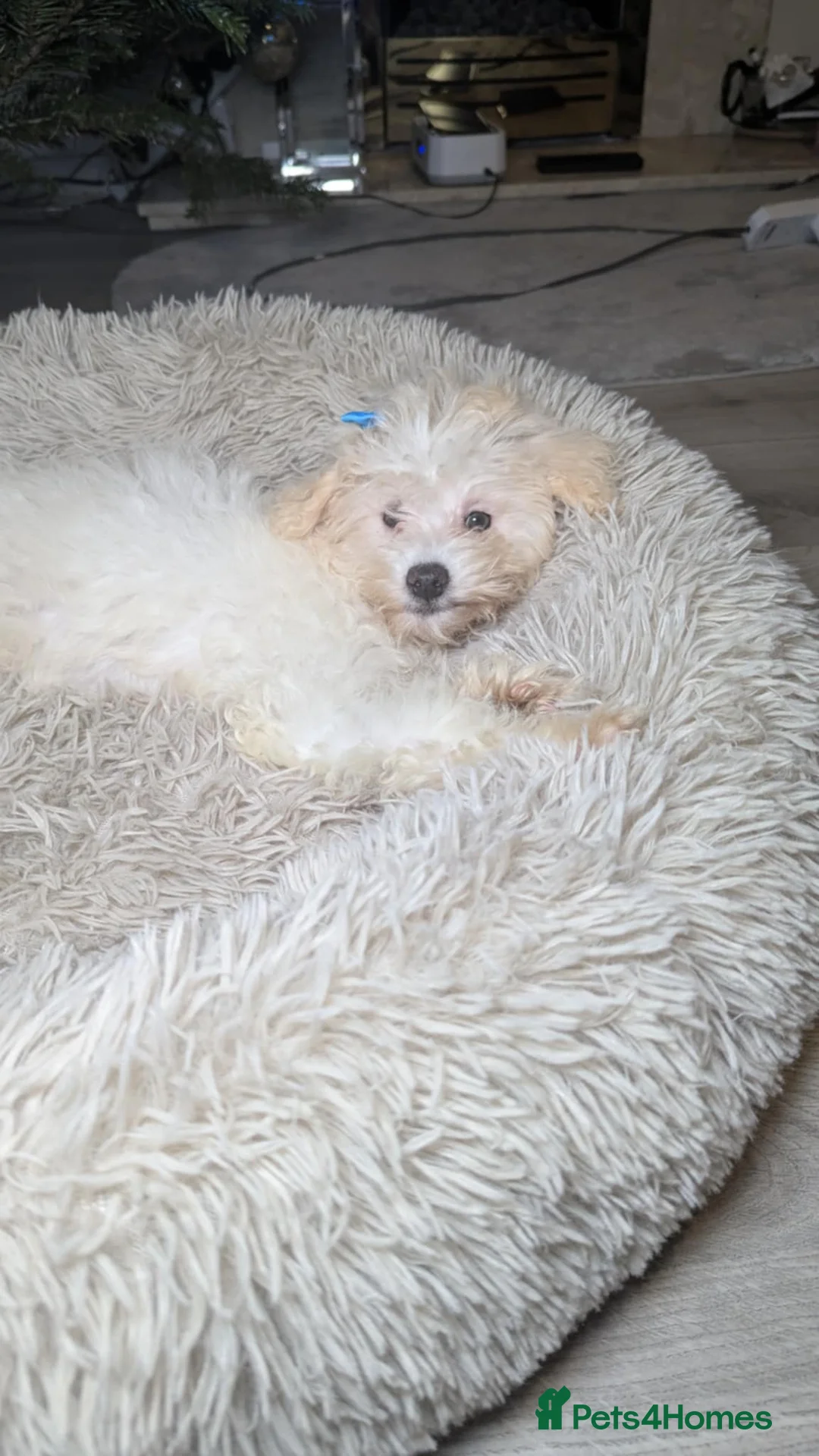 Maltipoo dogs for sale: Dominic C - Advert 4