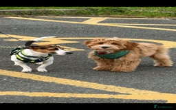 Jack Russell dogs for stud: Jack Russell Dog for Stud - Image 8