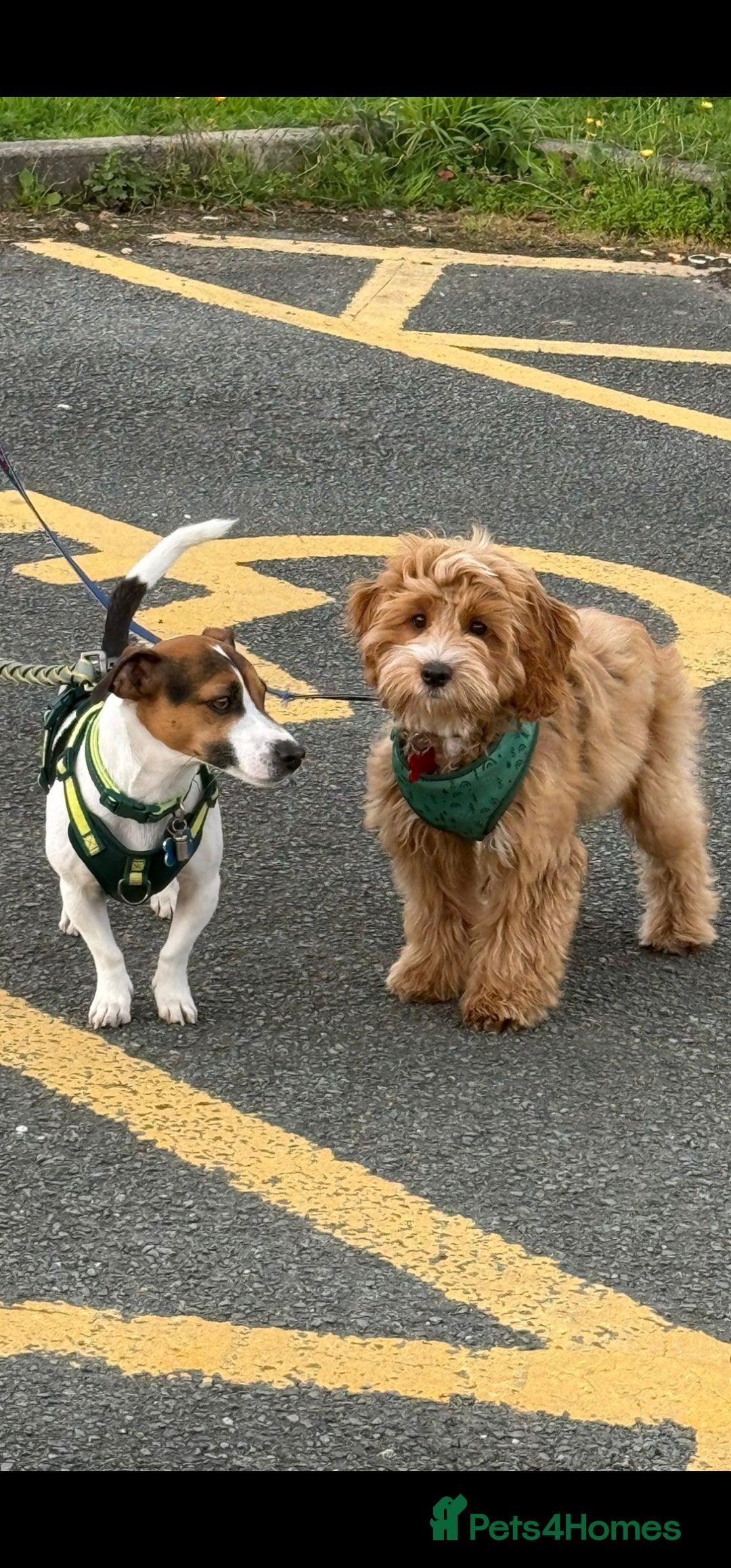 Jack Russell dogs for stud: Jack Russell Dog for Stud - Image 8