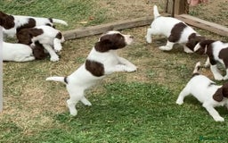 English Springer Spaniel dogs for sale: FTCH sired English Springer Spaniel Puppies - Image 21