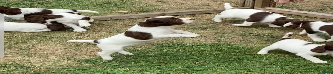 English Springer Spaniel Puppy 6