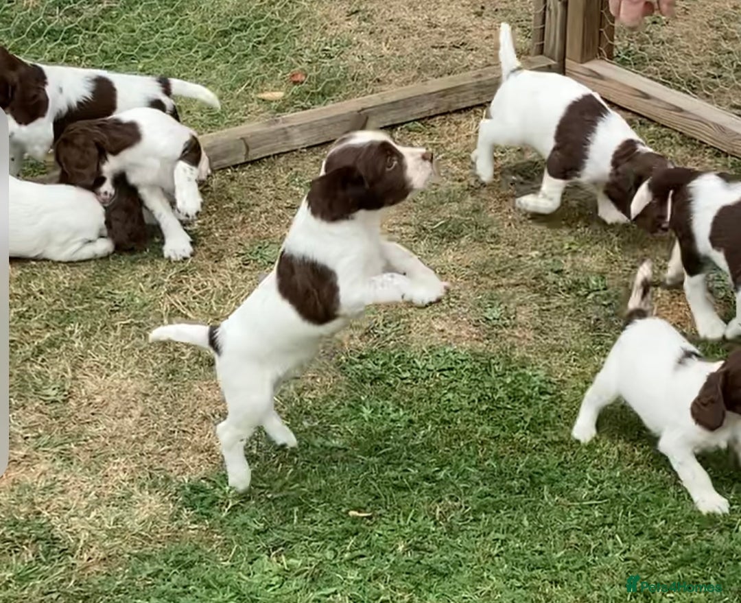 English Springer Spaniel dogs for sale: FTCH sired English Springer Spaniel Puppies - Image 21