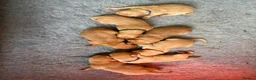 Labrador Retriever dogs for sale: Stunning Fox Red & Yellow Labrador puppies - Advert 2