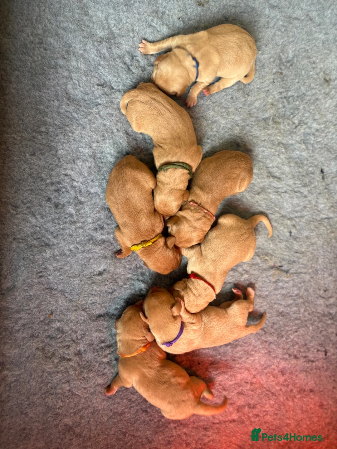 Labrador Retriever dogs for sale: Stunning Fox Red & Yellow Labrador puppies - Advert 2