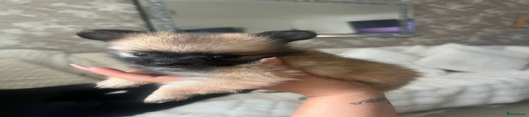 Pomchi Puppy 1