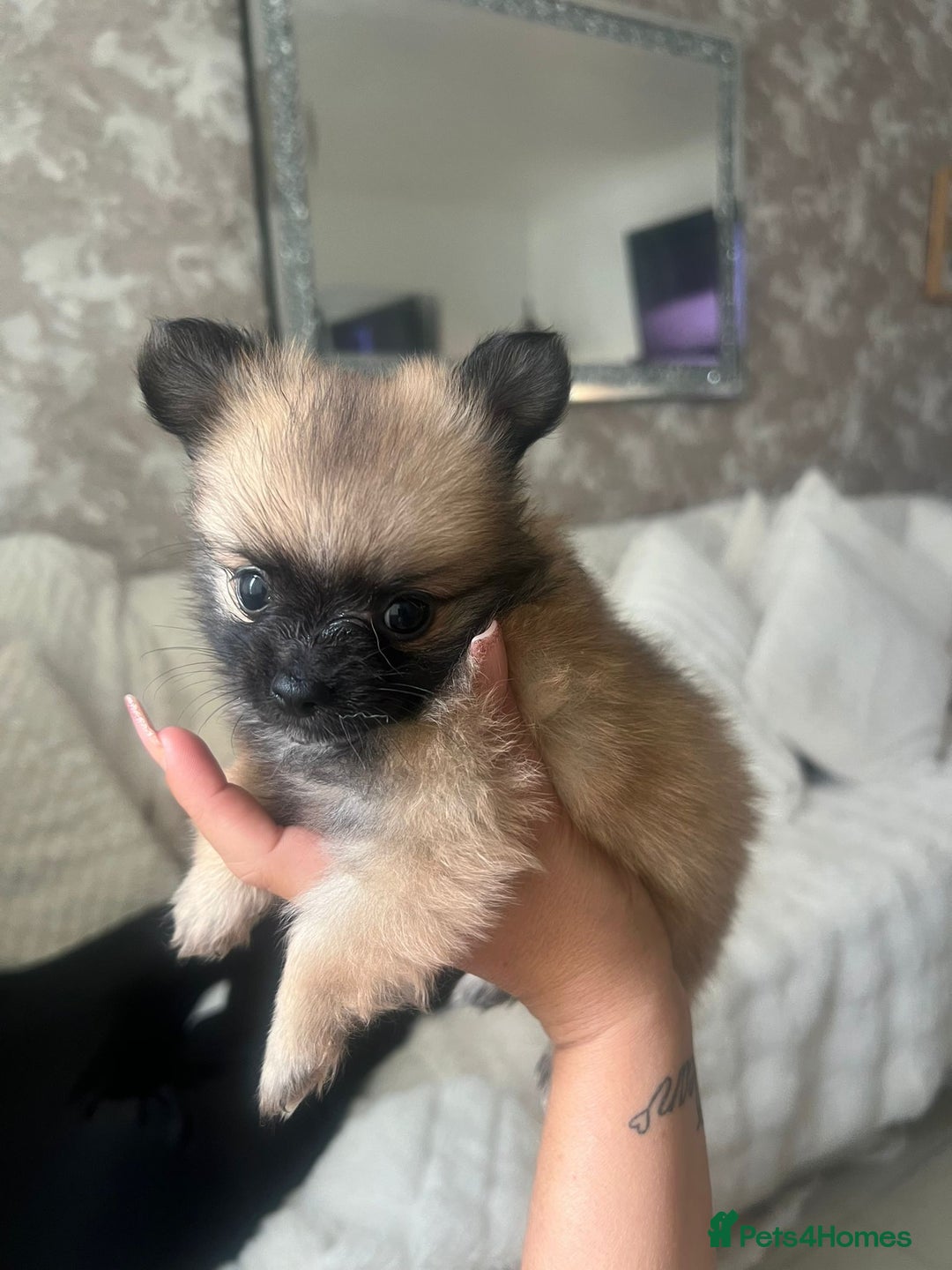 Pomchi dogs for sale: 5 beautiful xs pomchi (open to offers) - Image 1