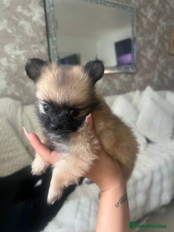 Pomchi dogs - Advert 5