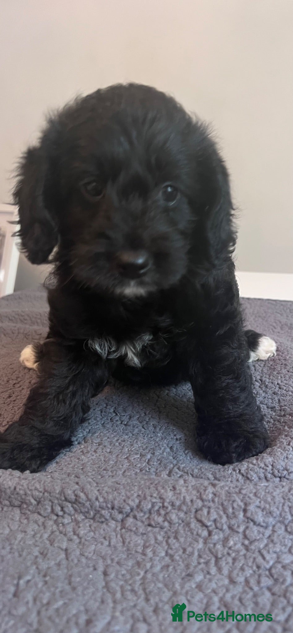 Cockapoo dogs 🐶 Beautiful F1B Cockapoo Puppies 🐶 - Advert 1