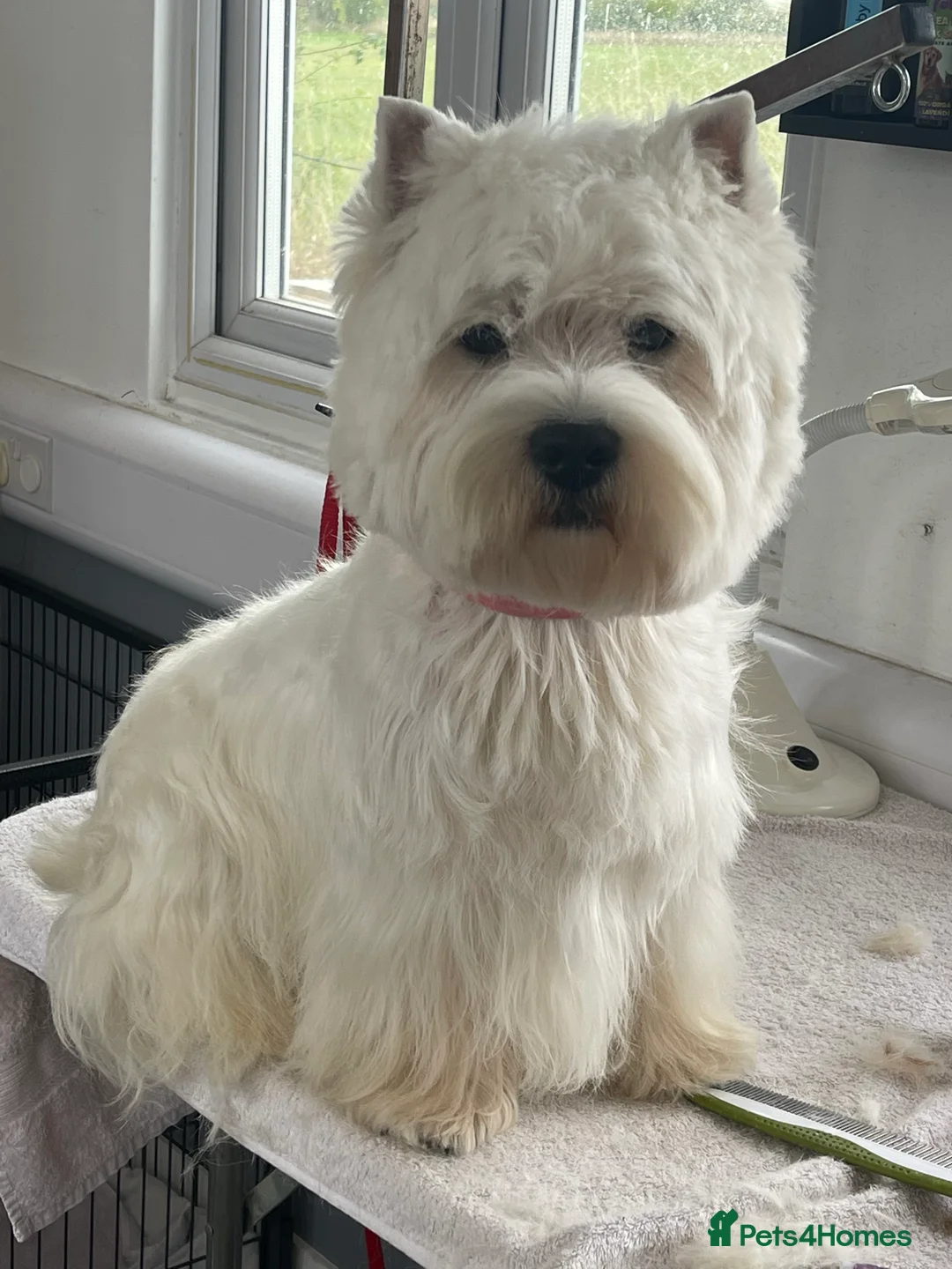 West Highland Terrier dogs for stud: West Highland White Terrier for Stud in Colchester - Advert 1
