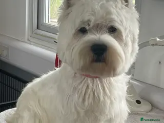 West Highland Terrier dogs West Highland White Terrier for Stud in Colchester - Advert 2