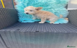 Mixed Breed dogs for sale: Shipoo puppies Shiba x poodle available  - Image 5