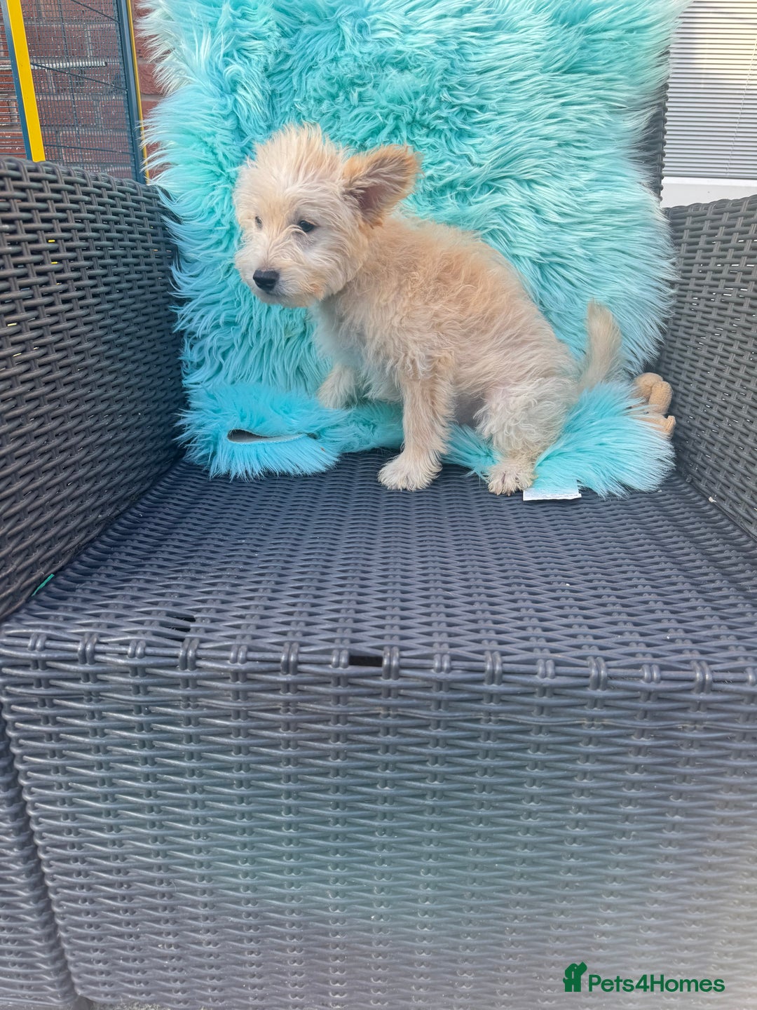 Mixed Breed dogs for sale: Shipoo puppies Shiba x poodle available  - Image 5
