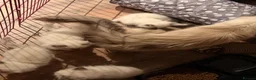 Ragdoll cats for sale: Pure bred blue pointed lynx ragdolls - Advert 4