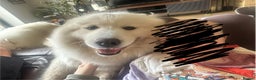 Samoyed dogs for sale: Adorable Samoyed puppies available to reserve!  - Advert 8