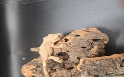 Gecko reptiles for sale: Baby Crested Geckos - Image 10