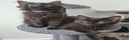 Siberian cats for sale: 5 Gorgeous Hypoallergenic Siberian Kittens in Smethwick - Advert 1