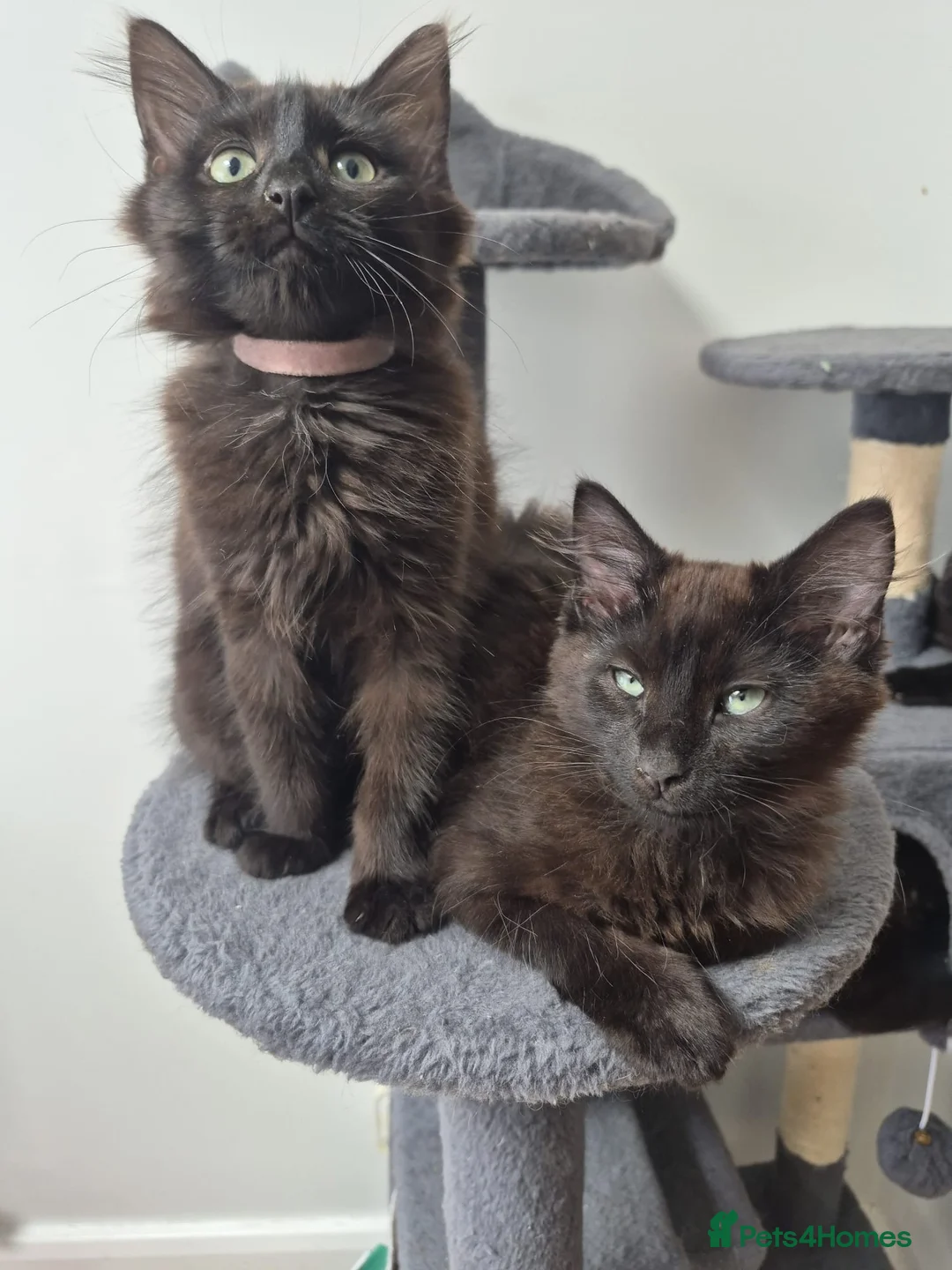 Siberian cats for sale: 5 Gorgeous Hypoallergenic Siberian Kittens in Smethwick - Advert 1