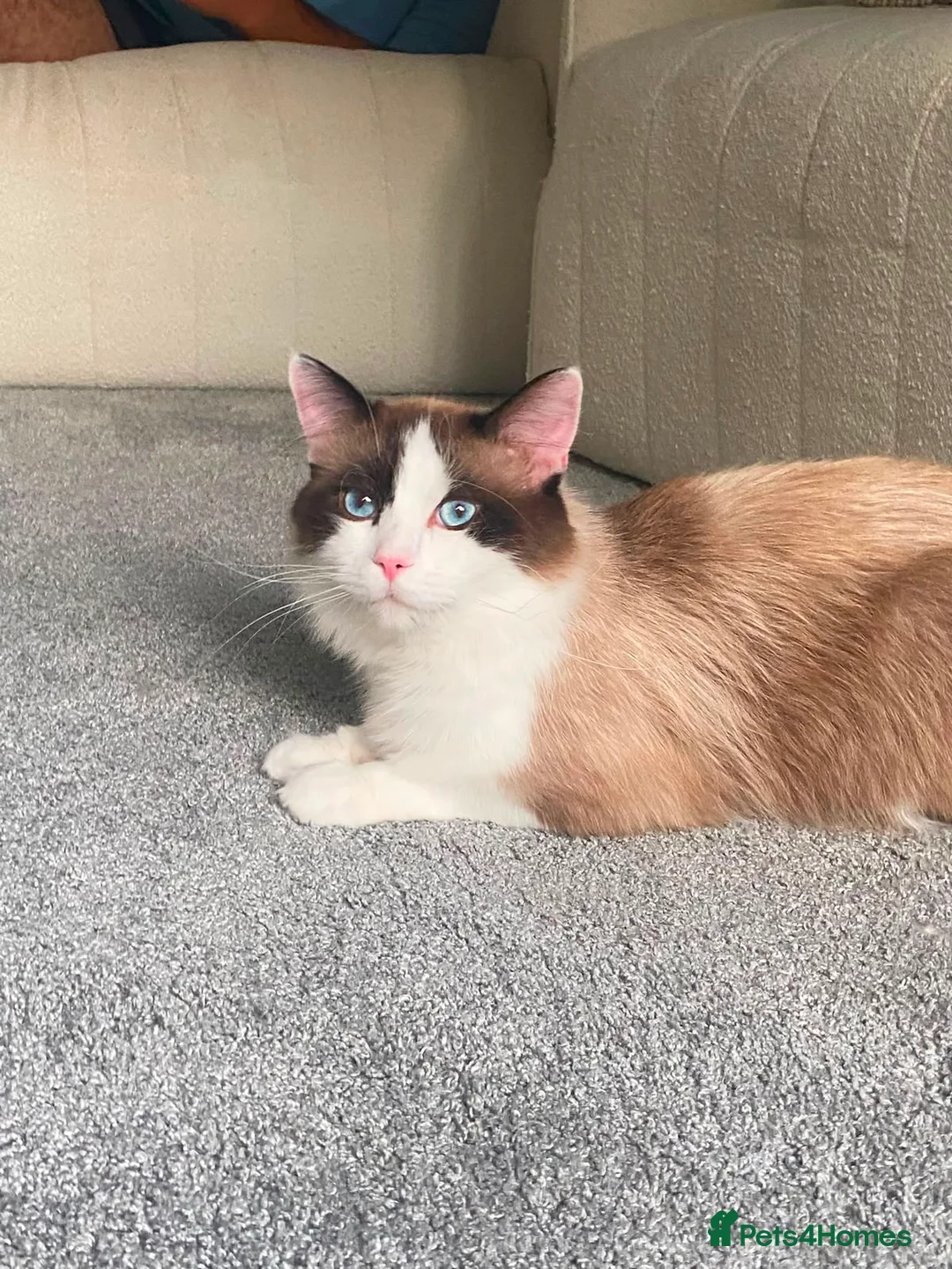 Ragdoll cats for sale: Ragdoll male in Leeds - Advert 2