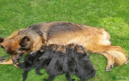 German Shepherd dogs for sale: Gorgeous 10 GSD Puppies Looking For Their Homes - Image 4