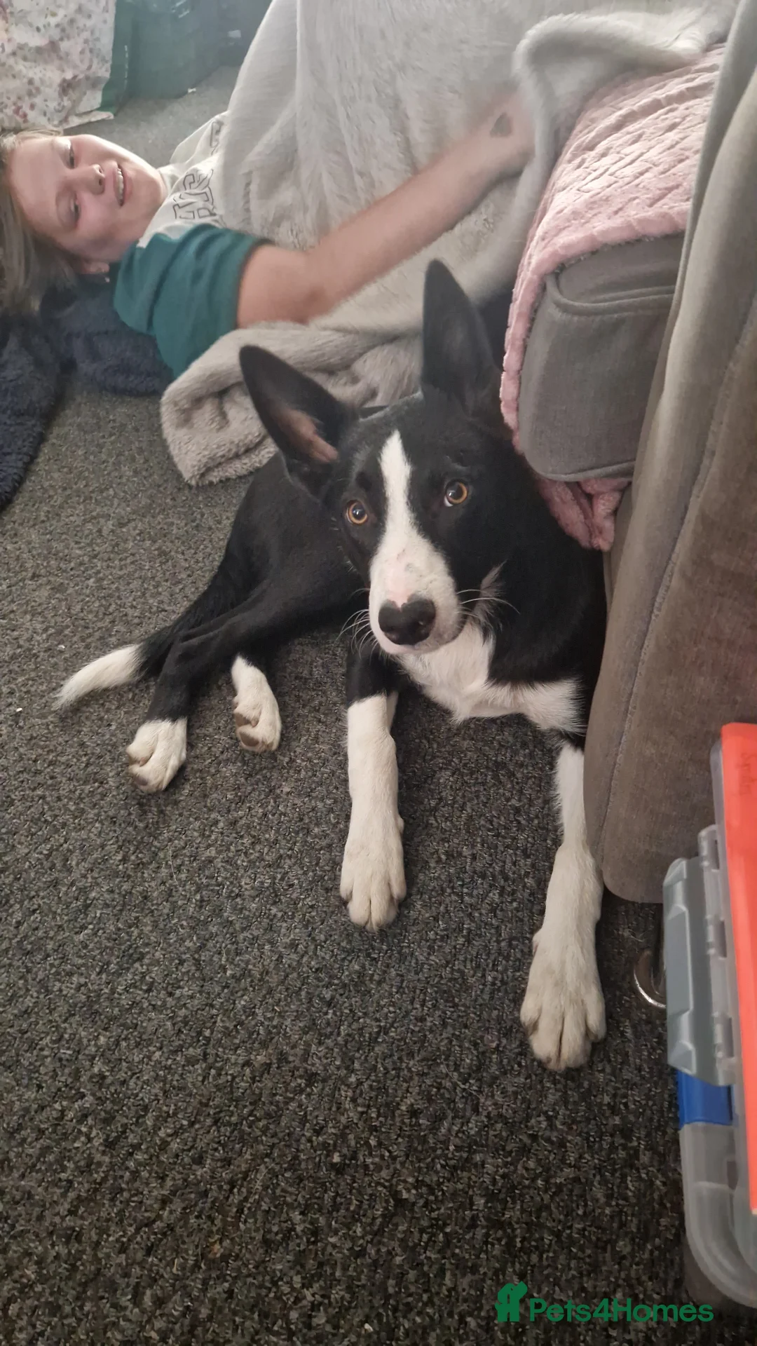 Border Collie dogs for sale: Barney- 14 month old Border collie  - Advert 1
