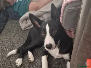 Border Collie dogs Barney- 14 month old Border collie - Advert 1