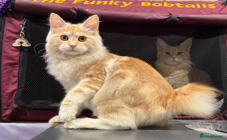 Kurilian Bobtail cats - Advert 2