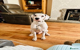 Dalmatian dogs for sale: Beautiful Dalmatian siblings - Image 2