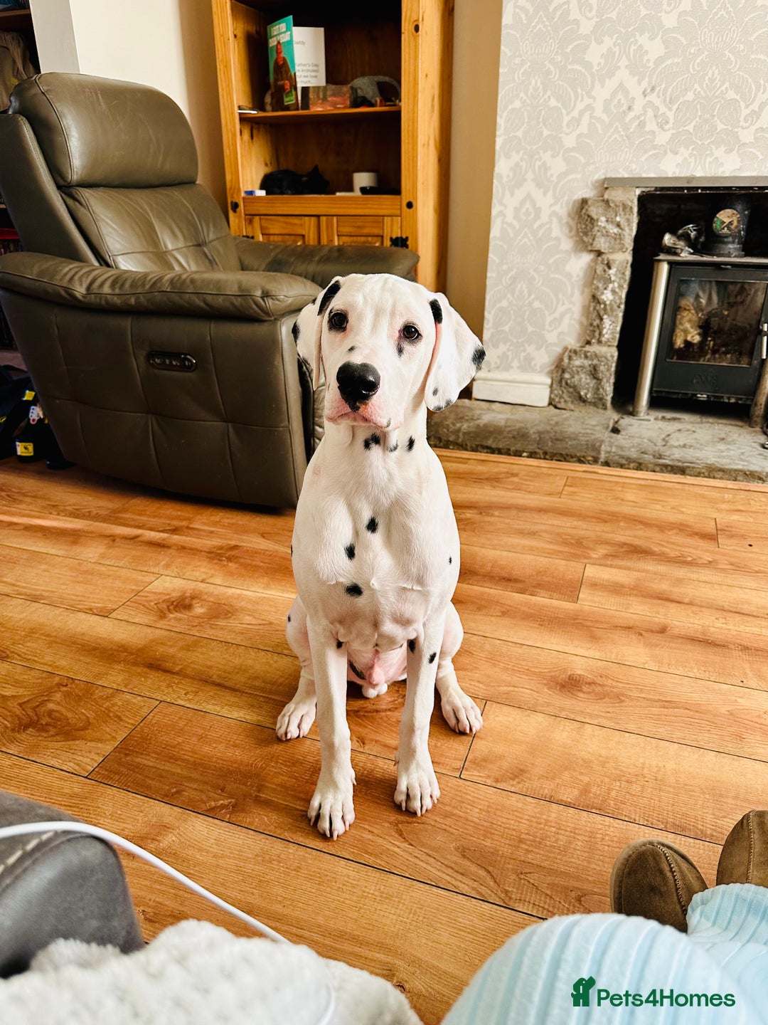 Dalmatian dogs for sale: Beautiful Dalmatian siblings - Image 2