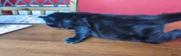 Mixed Breed cats for sale: Beautiful half Bengal kittens available - Advert 26