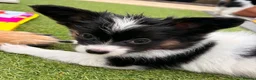Papillon dogs for sale: Stunning, KC registered Papillon Puppies - Advert 12