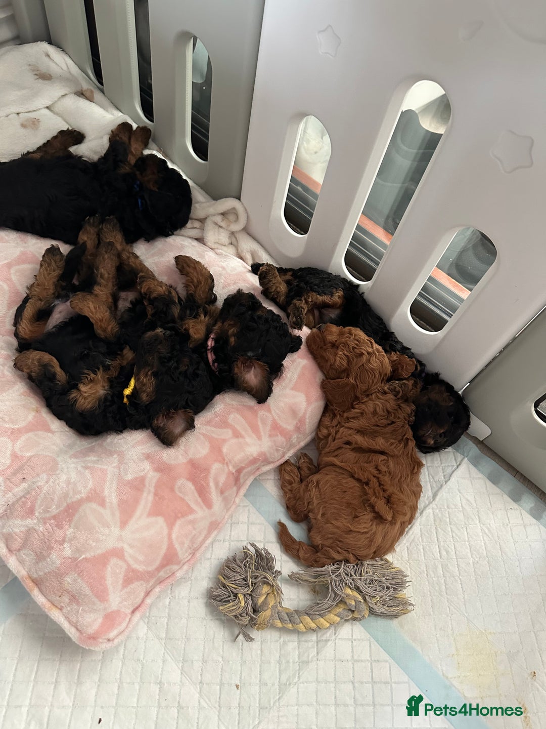 Toy Poodle dogs for sale: Beautiful Toy Poodle Puppies for Sale - Image 13