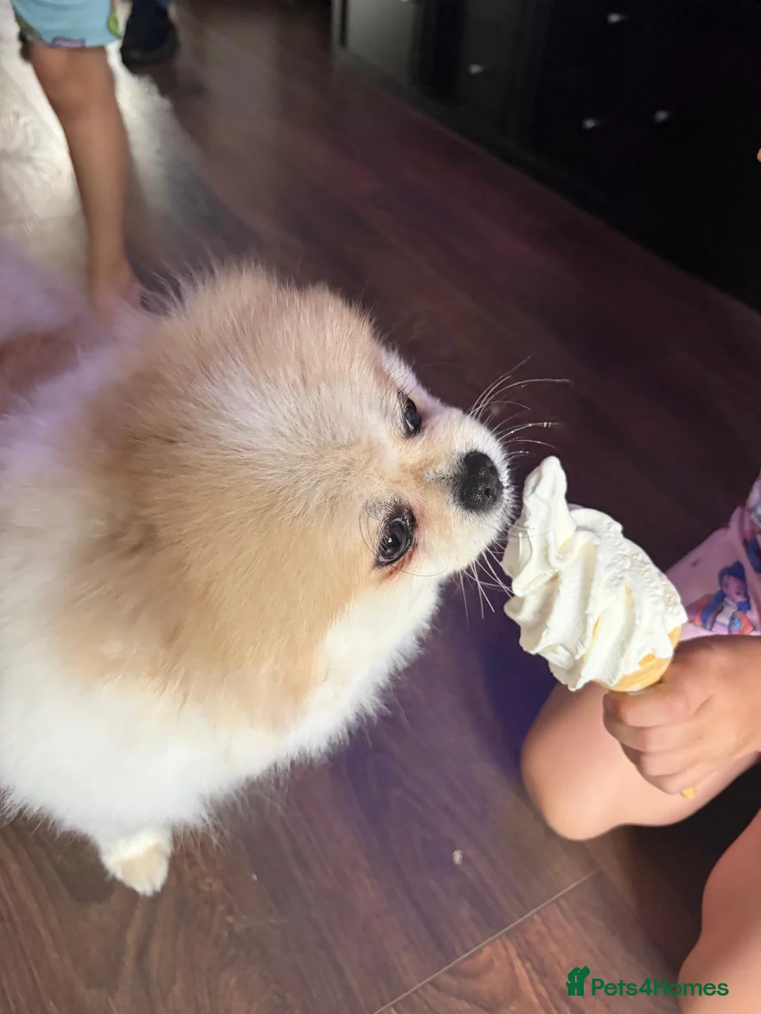 Pomeranian dogs for sale: 2 year old Pomeranian - Advert 2