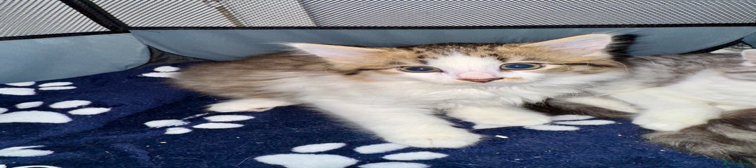 Norwegian Forest Cat Kitten 2