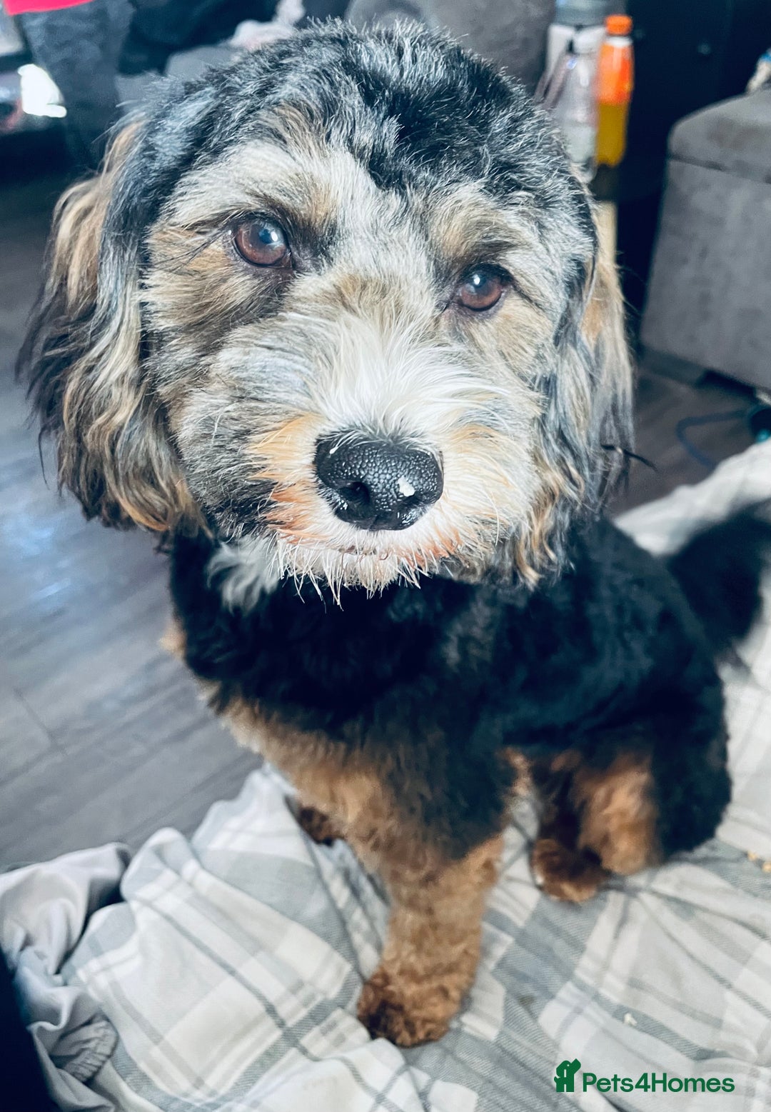 Cockapoo dogs for sale: Teddy- cockerpoo - Advert 3