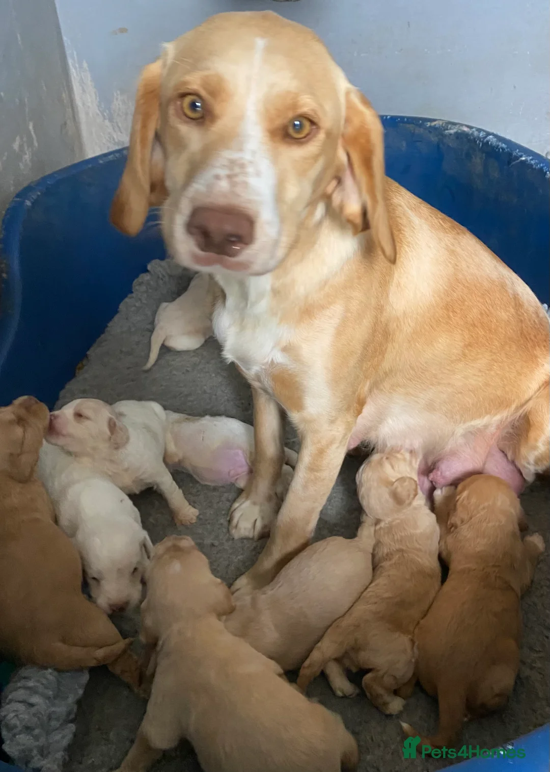 Mixed Breed dogs for sale: Cockador x poodle pups - Advert 1