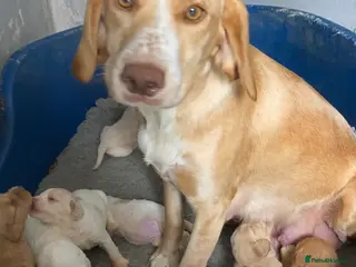 Mixed Breed dogs Cockador x poodle pups - Advert 1