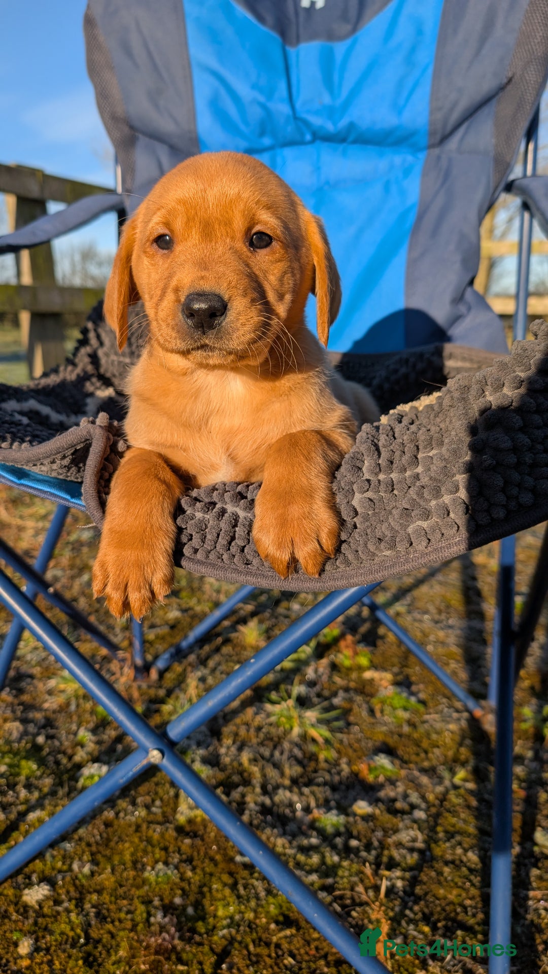 Labrador Retriever dogs for sale: Fab KC Fox Red Pups - 4* Higher Standard Breeder - Advert 22