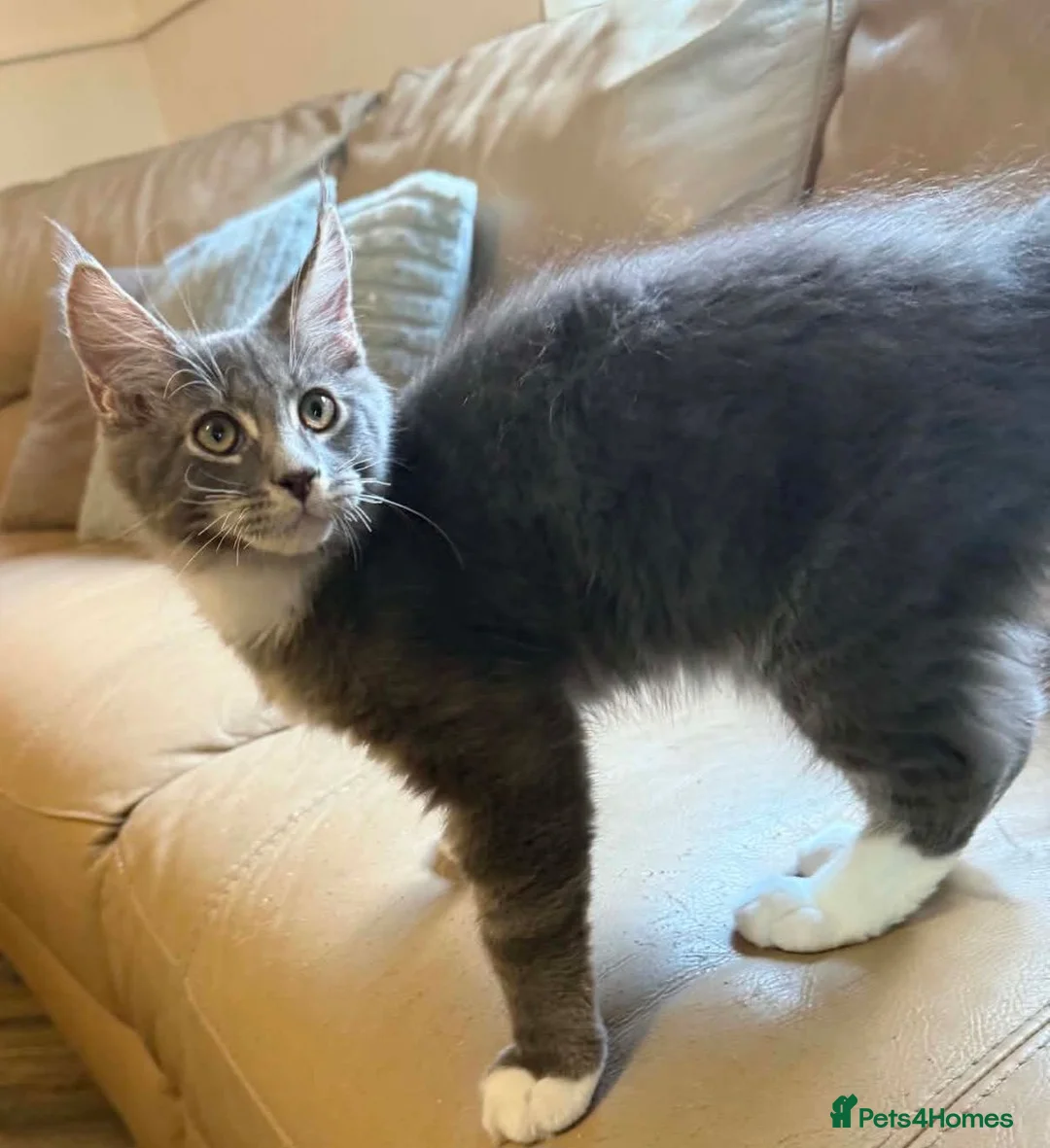 Maine Coon cats for sale: Ready Now Pedigree TICA Maine Coon Kittens - Advert 1