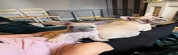 French Bulldog dogs for sale: French Bulldog Puppies - Advert 4