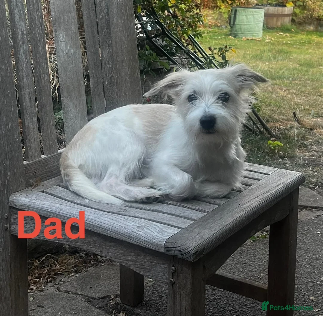 Mixed Breed dogs for sale: **Gorgeous Jack Russell × Bichon Frise Puppies - Advert 14