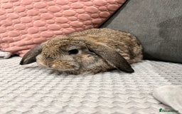 Mini Lop rabbits for sale: Beautiful mini lop rabbits for sale - Image 17