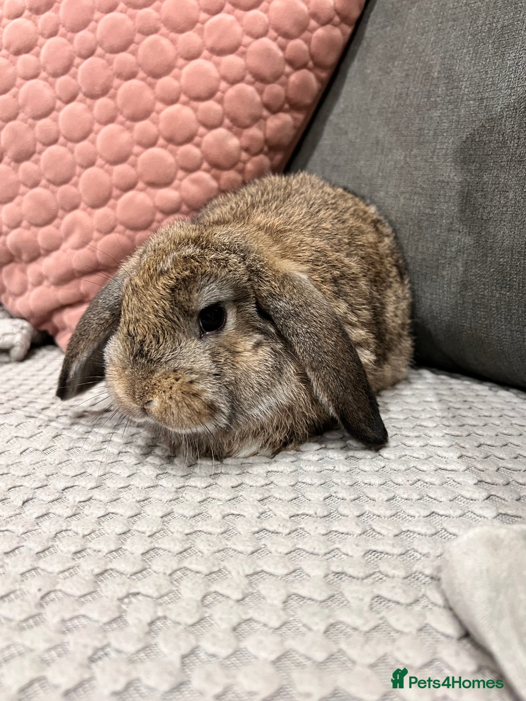 Mini Lop rabbits for sale: Beautiful mini lop rabbits for sale - Image 17