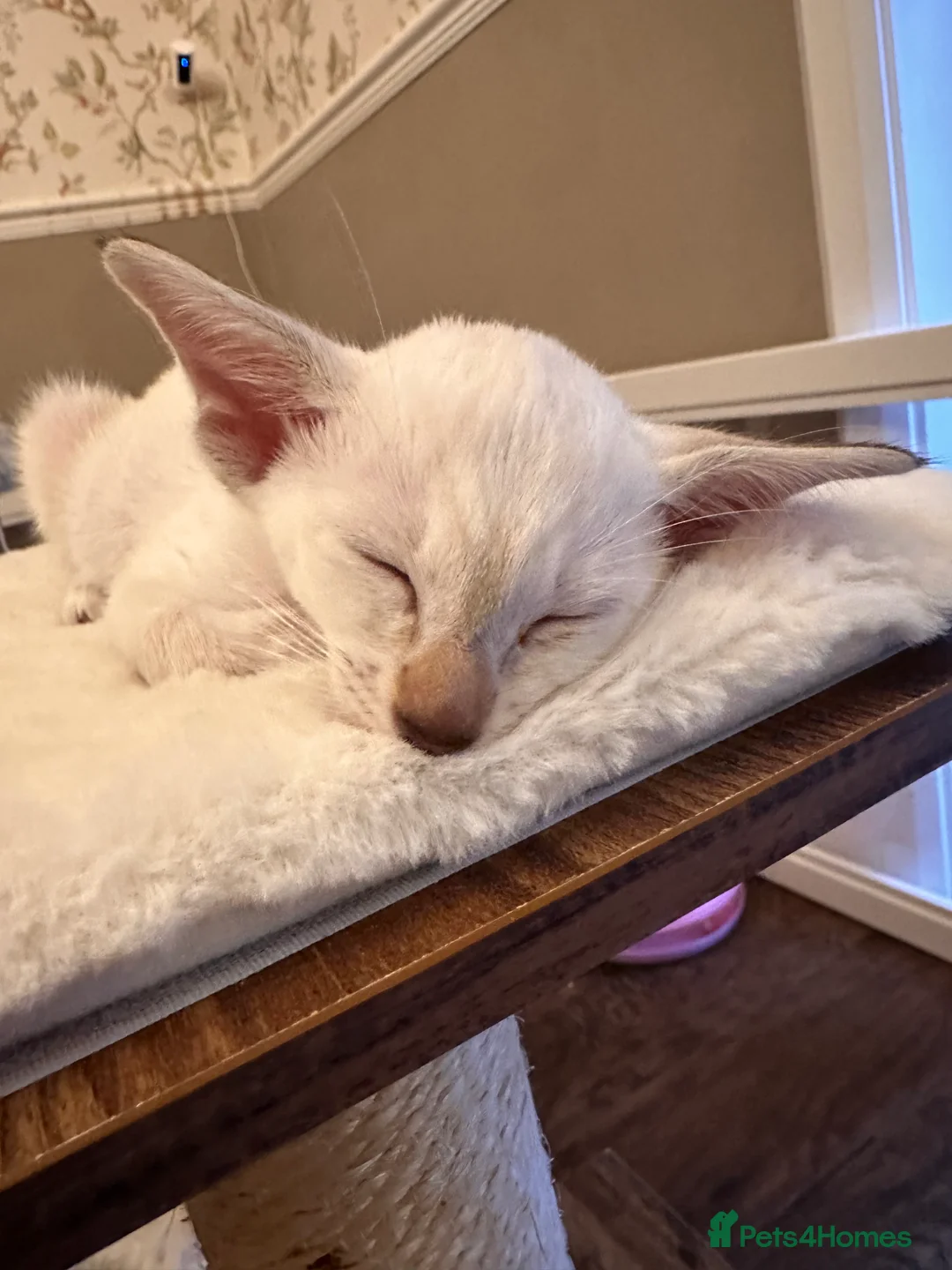 Siamese cats for sale: Siamese and Oriental kittens - Advert 2