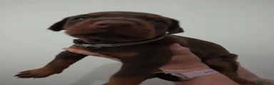 Dobermann 1