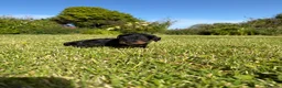 Dachshund dogs for sale: Standard Wire-Haired Dachshund Puppies - Advert 31