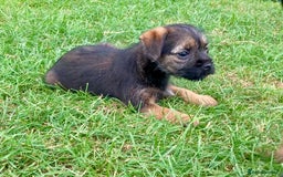 Border Terrier dogs for sale: Border Terrier puppies - Image 4