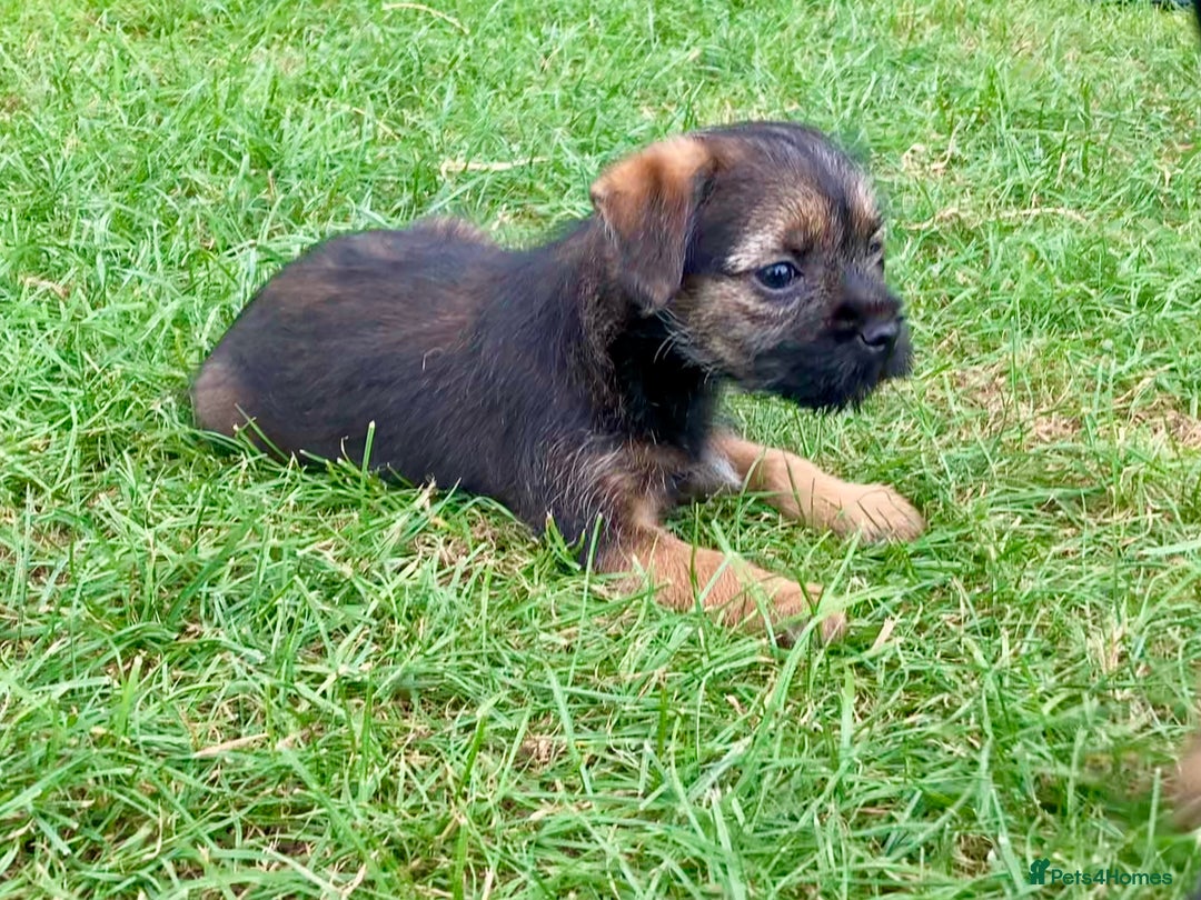 Border Terrier dogs for sale: Border Terrier puppies - Image 4