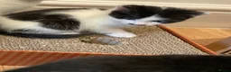 Domestic Shorthair cats for sale: Beautiful kittens ready in 5 weeks - Advert 11